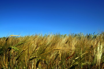 wheat field