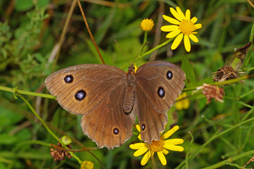 Minois dryas (SCOPOLI, 1763) Blauäugiger Waldportier, Männchen DE, BY, Murnauer Moos 02.08.2016