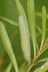 Pieris mannii (MAYER, 1851) Karstweißling, Raupe DE, NRW, Leverkusen 01.09.2016