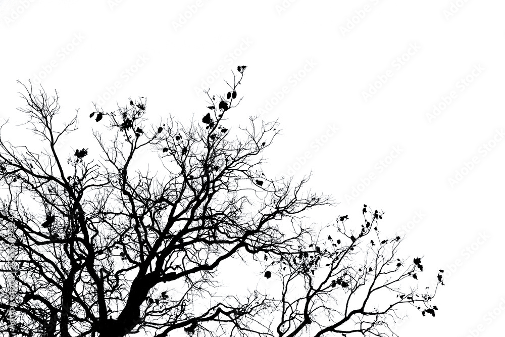 Wall mural silhouette dead tree and branch isolated on white background. black branches of tree backdrop. natur