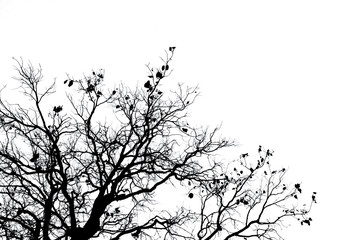 Silhouette dead tree and branch isolated on white background. Black branches of tree backdrop....