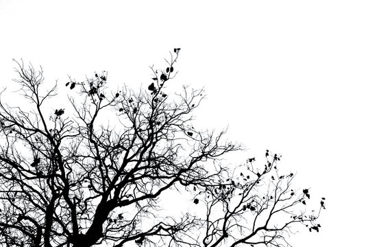 Silhouette dead tree and branch isolated on white background. Black branches of tree backdrop. Nature texture background. Tree branch for graphic design and decoration. Art on black and white scene.