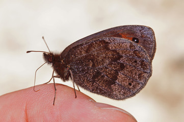Naklejka premium Erebia pronoe (ESPER, [1780]) Quellen-Mohrenfalter DE, BY, Heimgarten 03.08.2016