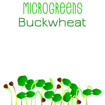 Microgreens Buckwheat. Seed packaging design. Sprouting seeds of a plant