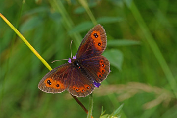 Erebia aethiops (ESPER, [1777]) Graubindiger Mohrenfalter DE, BY, Heimgarten 03.08.2016