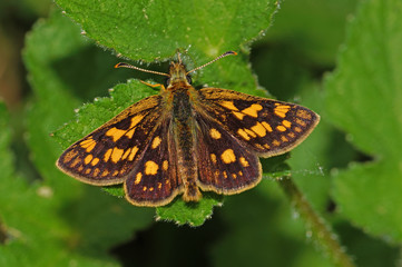 Carterocephalus palaemon (PALLAS, 1771) Gelbwürfeliger Dickkopffalter DE, NRW, Lampertstal, Eifel 21.05.2016