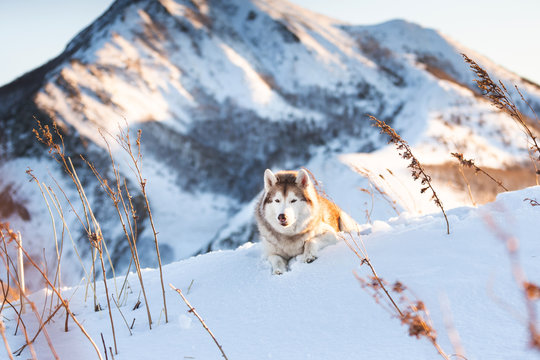 Gorgeous, happy and free siberian Husky dog lying on the hill in the withered grass at sunset.