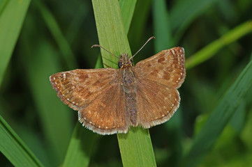Erynnis tages (LINNAEUS, 1758) Kronwicken-Dickkopffalter DE, NRW, Lampertstal, Eifel 21.05.2016