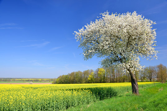 Blooming cherry tree with rapeseed field. Spring rural landscape with clear blue sky.