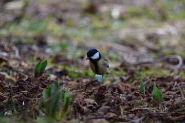 Kohlmeise im Garten