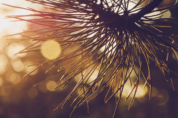 Naklejka premium Pine leaves sunset background.