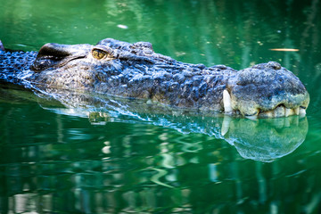 crocodile in the water