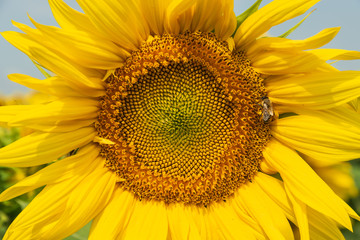 Obraz premium Sunflower agricultural background.