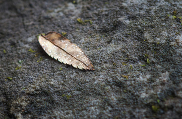 Leaf