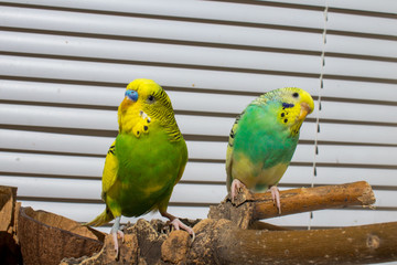 two budgies