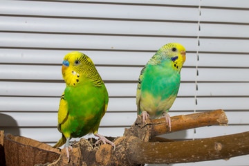 two budgies