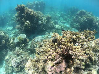 Fototapeta na wymiar fond marin, snorkeling, Cabilao, Philippines