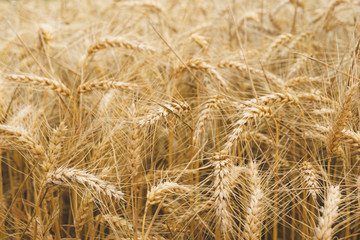 Wheat plant agricultural background.