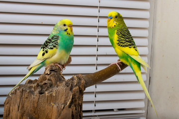 two budgies