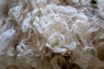Superfine merino wool fleece from a shorn sheep 