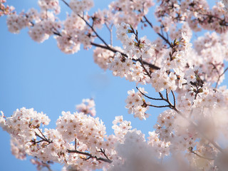 桜の季節