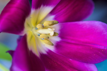 close-up of Tulip flower. stamen and pistil. purple flower.