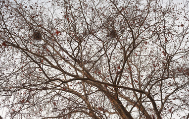Tree With Nests Abstract