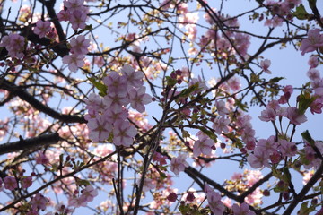 close-up Japan cherry blossom pink flower sakura branch nature background.