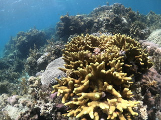 fond marin, Snorkeling, Cabilao, Philippines