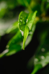 green leaves with drops of water on a black background