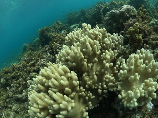 Fond marin, Snorkeling, Cabilao, Philippines
