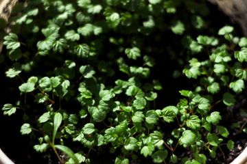 Small strawberry seedlings growing in boxes indoor on window sill close up.  Concept Gardening and Agriculture