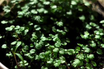 Small strawberry seedlings growing in boxes indoor on window sill close up.