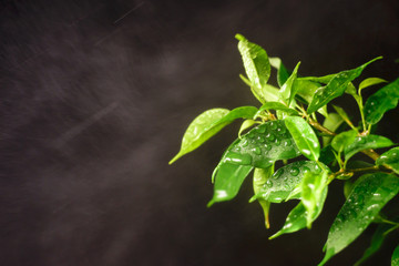 green leaves with drops and water splashes on a black background