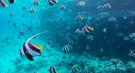 Fototapeta na wymiar Schooling bannerfish, heniochus diphreutes at the fish factory in the Maldives at feeding time. Underwater photo form freediving with exotic fishes. False moorish idol. 