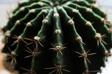 Round green cactus with long spines-needles on a light background, macro