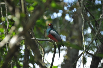 Slaty-tailed trogon perched on a branch in a tropical forest in Gamboa in Panama