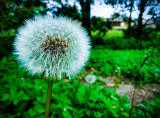 Dandelion on the background of nature