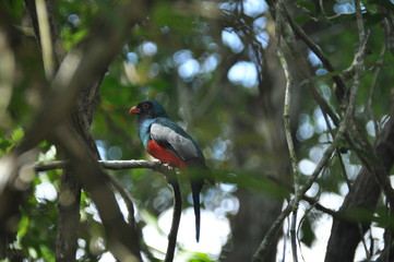 Slaty-tailed trogon perched on a branch in a tropical forest in Gamboa in Panama