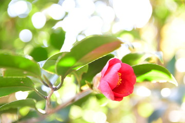 Camelia