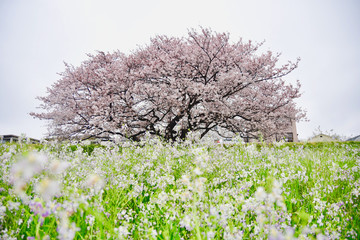 Naklejka premium Cherry blossoms