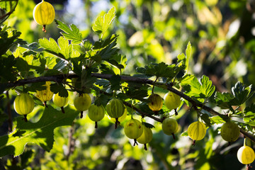 Branch bush of green gooseberry with ripe berries blooms in the garden