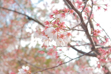 幻想的でかっこいい春の桜