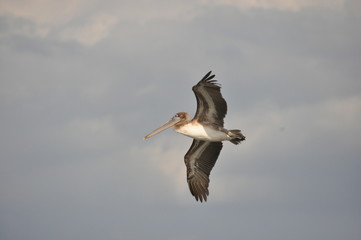 Brown pelican. A bird with a large beak flying over the ocean. Caribbean.