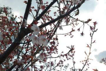 幻想的でかっこいい春の桜