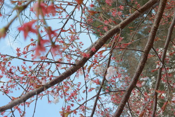 幻想的でかっこいい春の桜