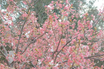 幻想的でかっこいい春の桜