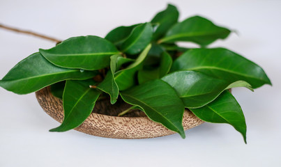 Indonesian bay leaf or Indian bay leaf on wood plate. The leaves of the plant are traditionally used as a food flavouring, and have been shown to kill the spores of Bacillus cereus.