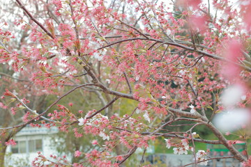 踊る春の桜と夕暮れ時