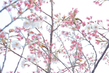 春の風に舞う満開の桜